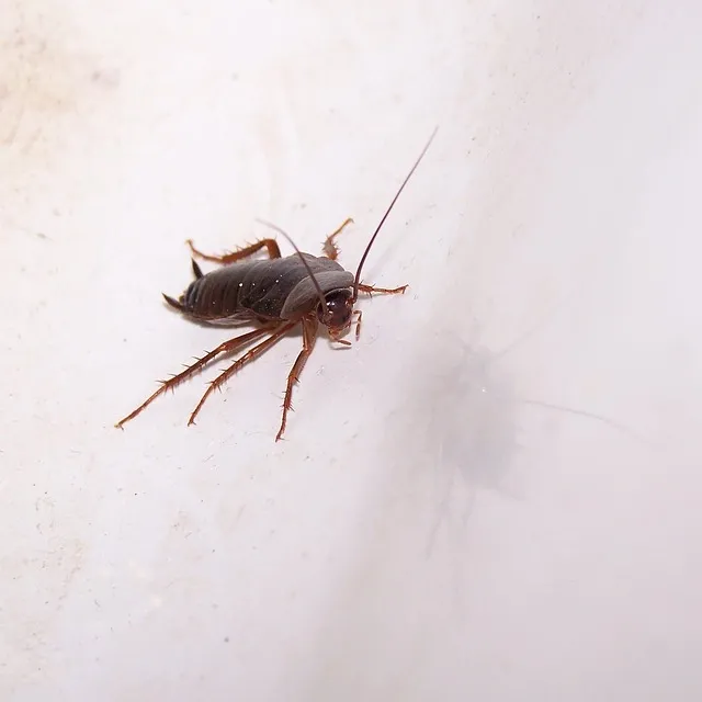 Cockroach on white flooring