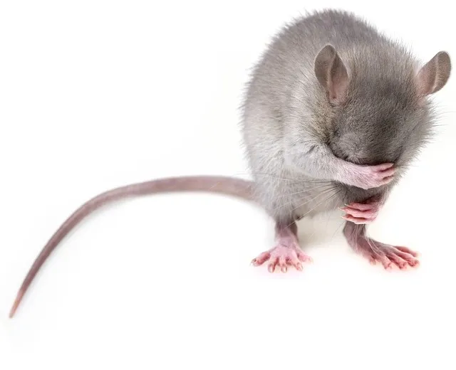 Rat with it's hands over it's eyes
