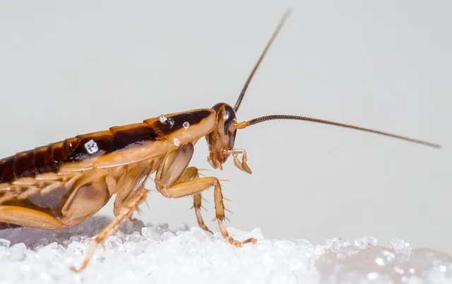 German cockroach coveredin sugar
