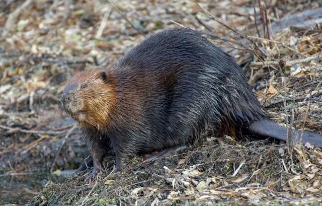 rodents-beavers