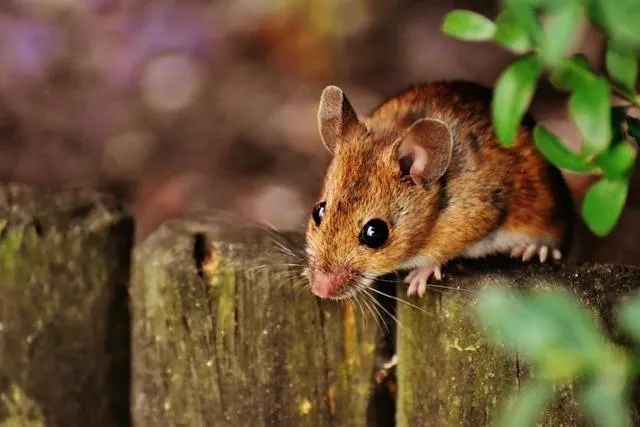 rodents-mice