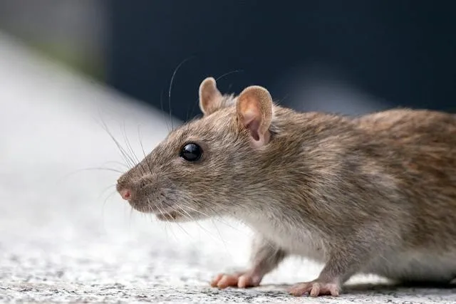 rodents-rats