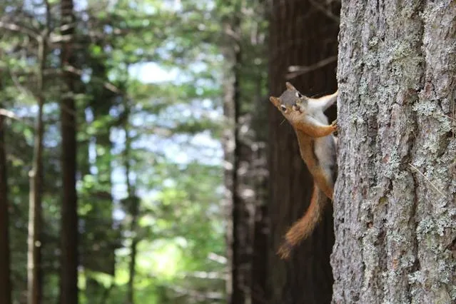rodents-squirrels