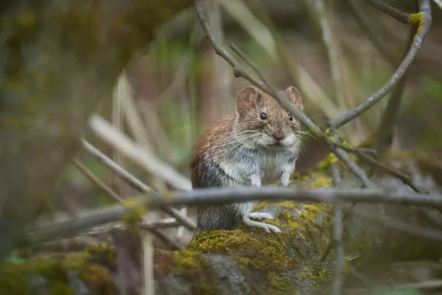 rodents-voles