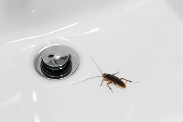 Roaches in the drain, image of a cockroach near a sink drain