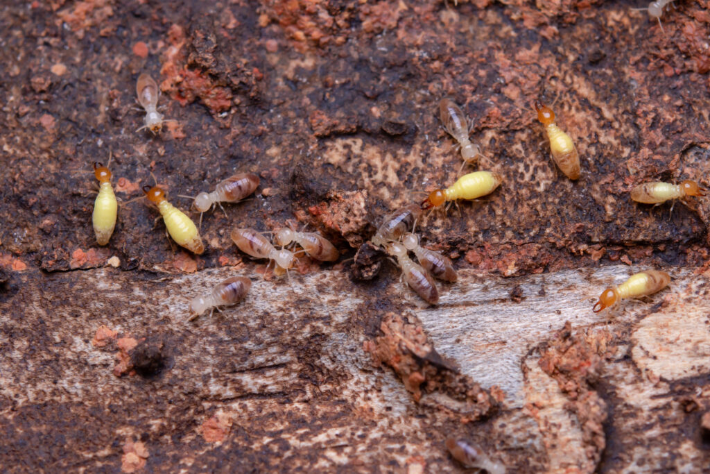 Termites eat wooden planks. Damage of a wooden house from termit