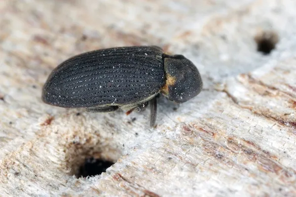 Wood-boring beetle, one of the beetles that look like roaches, on wood