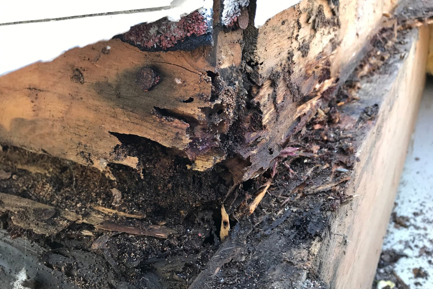 Hollow-Sounding Wood