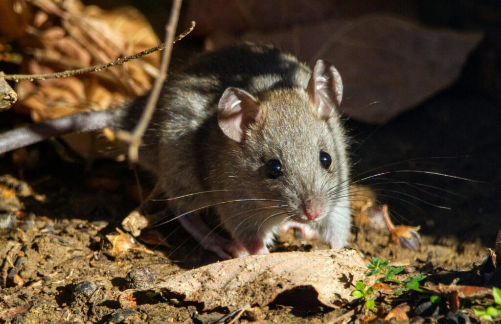 Premier Rat Exterminator Kansas City