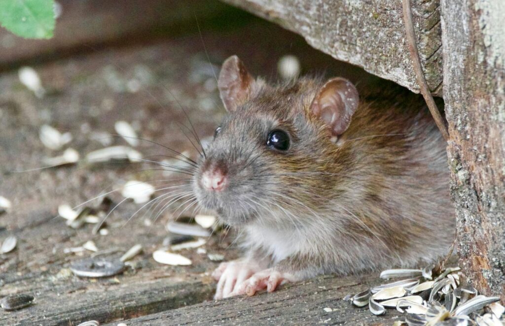 Rat Control Kansas City (1)